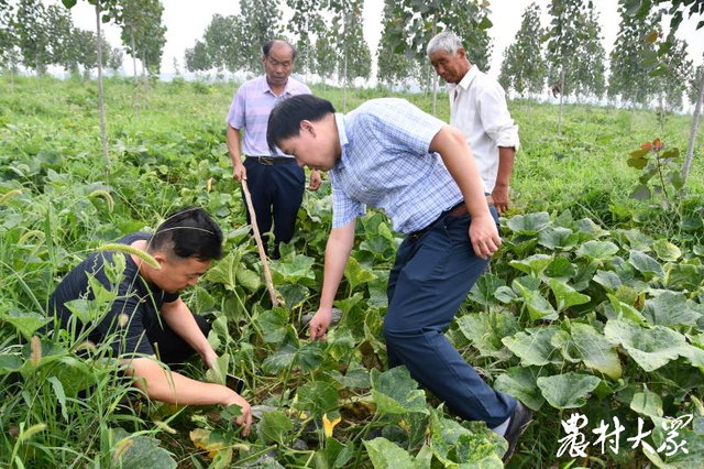 请来农博士“救活”复垦地，红杨树套种甜南瓜亩入千元