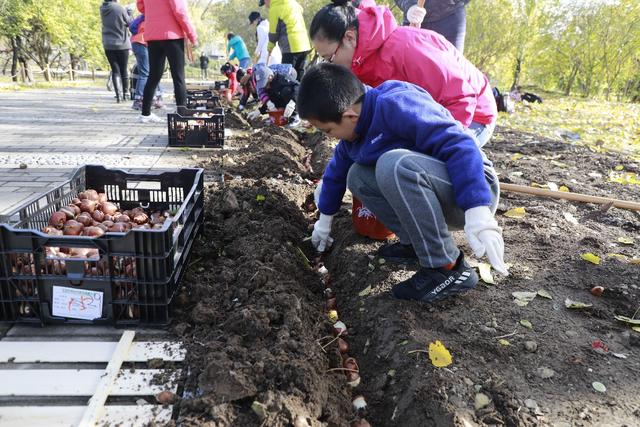 北京植物园40万株郁金香已入地种植，明年春天来赏花