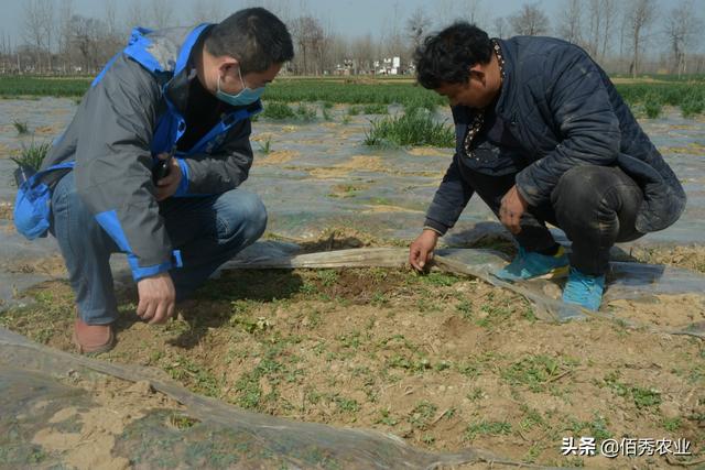 种植中药材白芷，除草是难题，人工除草成本高，该如何解决？