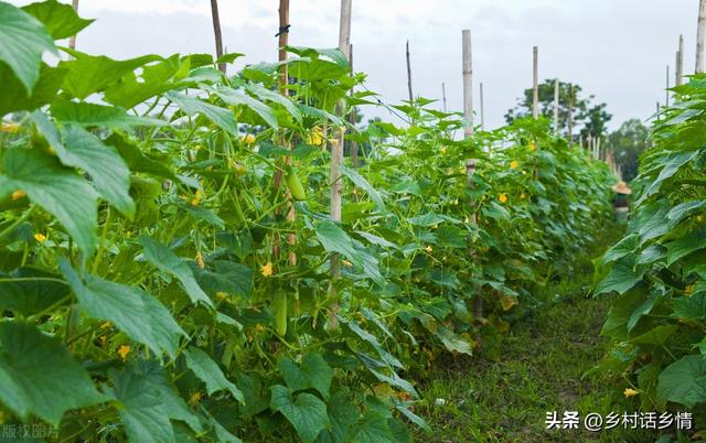 蔬菜苗弱、卷叶、不长、徒长、病害多？怎么来管理？这些不能不学