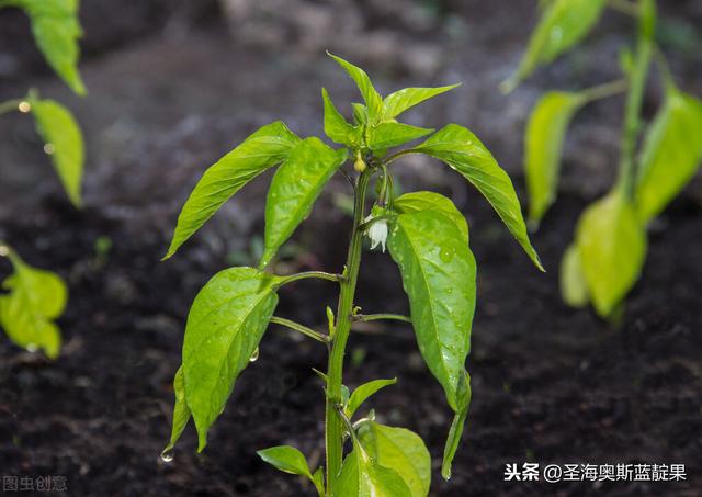 还不知道怎么种植市场价值这么高的蓝靛果？学会这四步轻松搞定