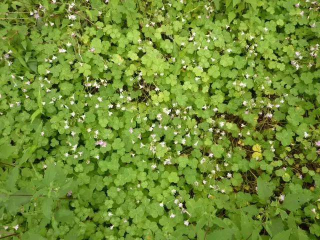 果园生草栽培好处多多，这些优良草种可以种植，另外一些草要清除