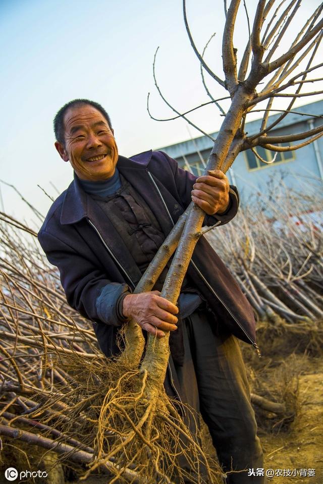 果树根部长肿瘤，是什么原因造成的？有哪些危害？如何才能防治？