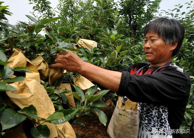 新农知识——果树栽培管理措施及种植技术，要点分析