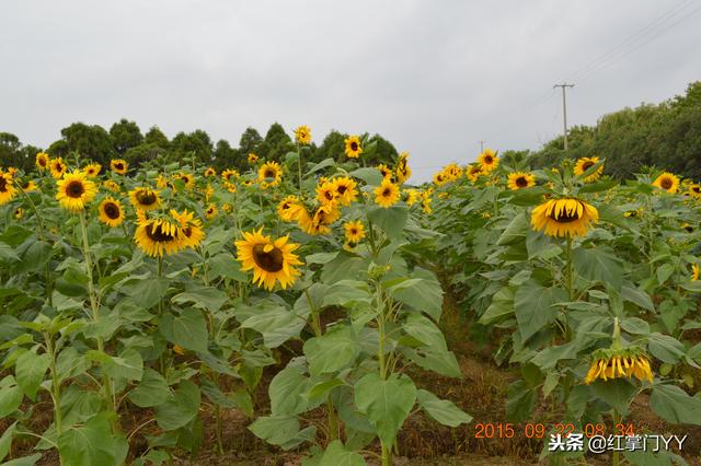 关于向日葵种植要点