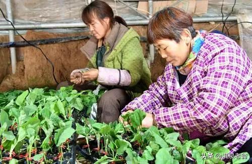 露地茄子育苗最佳时间及主要方法