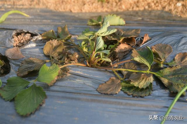 农村小伙种植大棚草莓，信心百倍犯大忌，刚上路就损失惨重