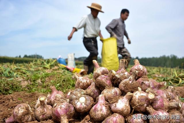 大蒜巧播、巧种、巧管理，确保一播全苗、出苗齐壮、高产丰收