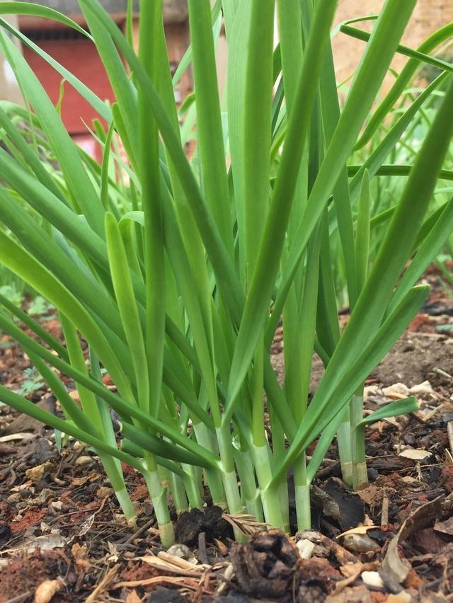 很全面的有机韭菜种植技术，值得收藏