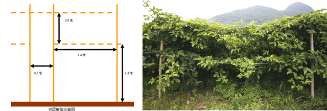百香果高产技术｜搭架方式有哪些？各有什么优缺点？一起来看看