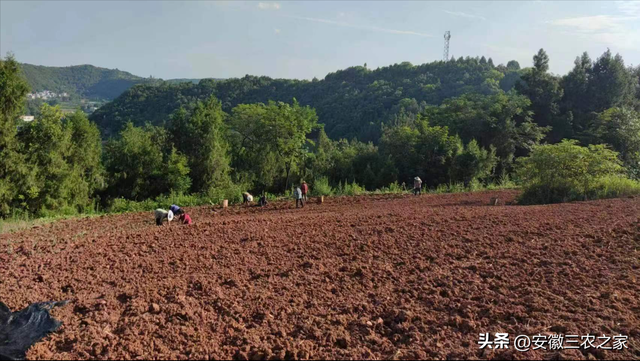 开垦10000亩山地，地租200元一亩，种植艾草几年能回本？