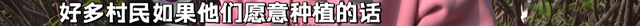 青年返乡创业，讲述“大棚里的‘椿’天故事”