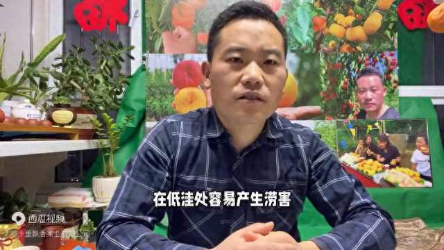 桃树苗正确种植方法，一共有八点，新手必看