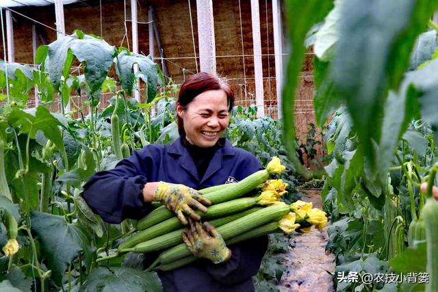 丝瓜如何种植管理才能更优质更高产？记住这6个种植管理技巧