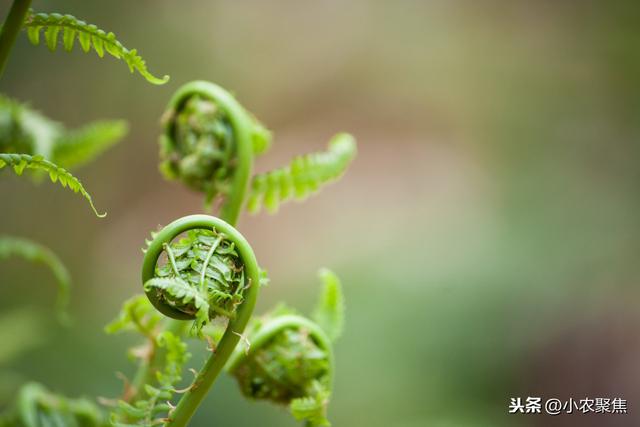 蕨菜的人工栽培技术，种植的话它对生长环境有什么要求？一起看看