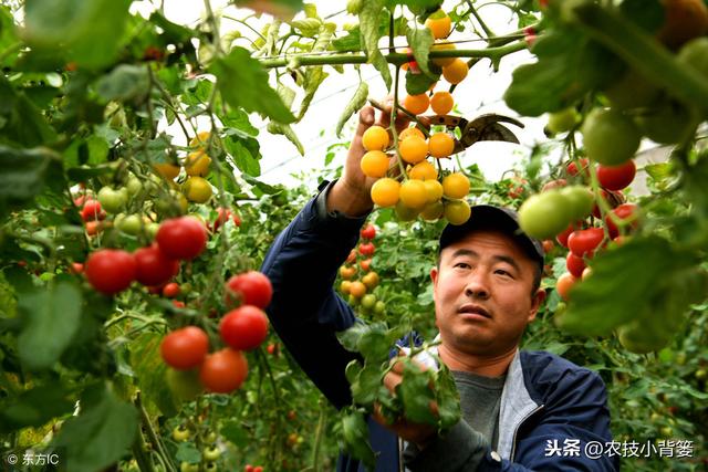 小番茄（圣女果）如何种植管理，才能增加产量、提高品质？