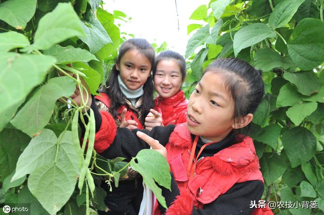 芸豆如何种植才能提高产量？它这些生长特性和管理技巧要知道！