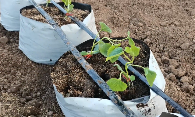 番茄长势好不好，前期管理是关键，2个方面，农户别做错