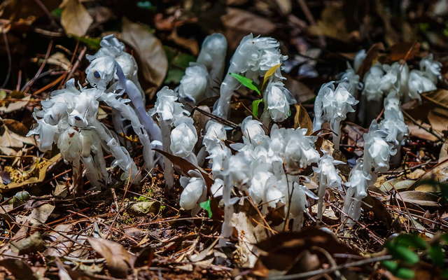 “水晶兰”现身云南，通体雪白，人工根本养不活，为何非常稀少？