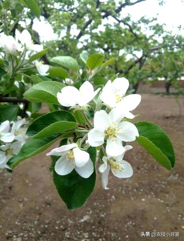 果树萌芽期、花芽分化期、花期、结果期各需要怎样的温度与湿度？