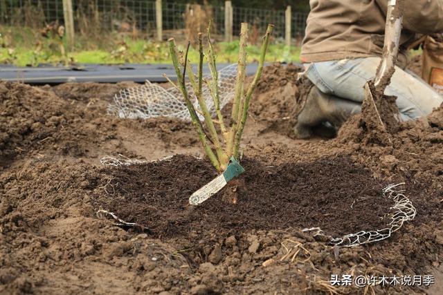 从月季小苗到正面花墙。养藤月牢记这5点，必爆花