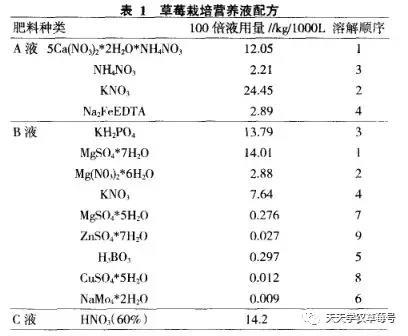 高架草莓更赚钱吗？是的！还在烦恼怎样入门？这份指南很及时