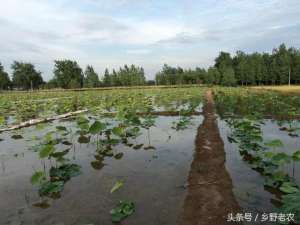 深水莲藕的种植方法(浅水藕怎么种植？有水田的农民可以看看)