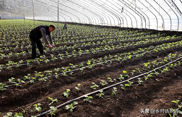 蔬菜种植和育苗大全来了，这些实实在在的经验，没人能告诉你