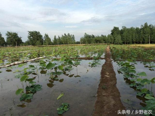 浅水藕怎么种植？有水田的农民可以看看！