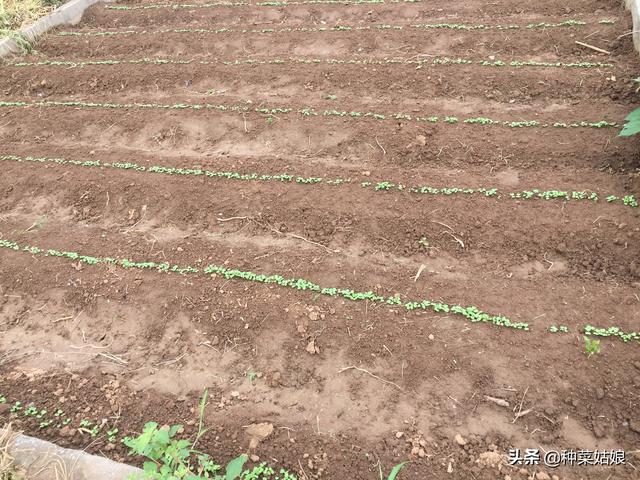 雨季种叶菜，出苗老是不好，掌握这些播种方法，出苗整齐又漂亮