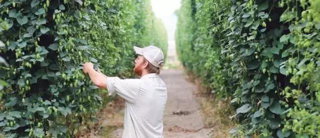 中国啤酒花种植现状不完全报道