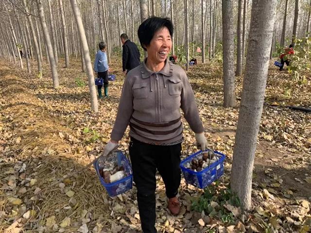 助力乡村振兴！富含17种氨基酸的赤松茸在夏津种植成功