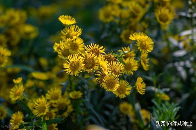 野菊花怎么种植？