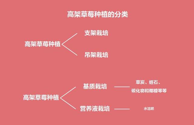 高架草莓更赚钱吗？是的！还在烦恼怎样入门？这份指南很及时