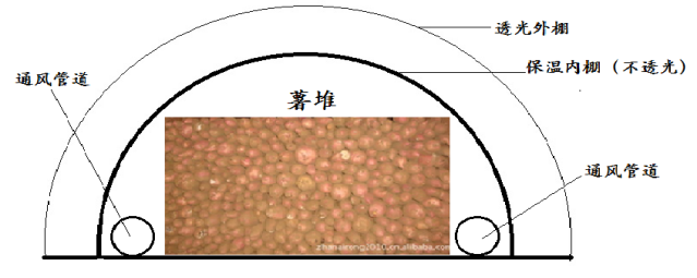 红薯储藏新技术，日光大棚储藏不仅投资少综合效益还很高！