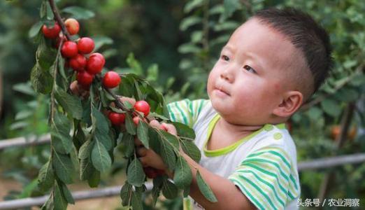 农村里的特色种植，中华钙果每斤能卖40元！深加工效益更高！