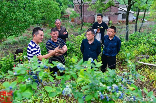 长沙南部有个蓝莓基地，果大微酸带甜味，初夏已进入盛果采摘期