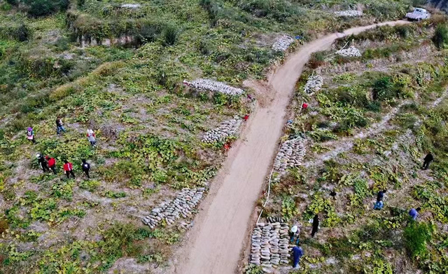 种植基地里好“丰”景 榆林农户喜收160多万斤南瓜