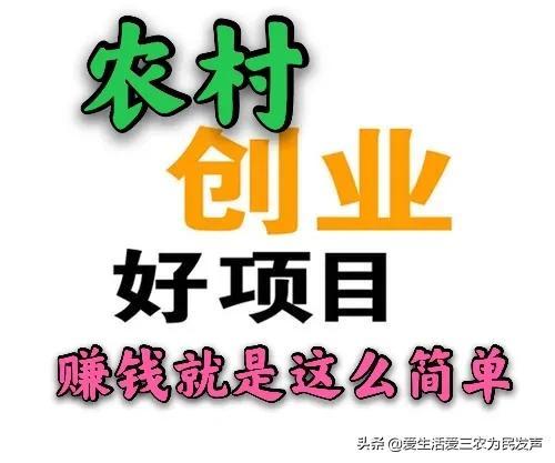 农村种什么能赚钱？这四个项目非常很不错，亩入过万元不是梦