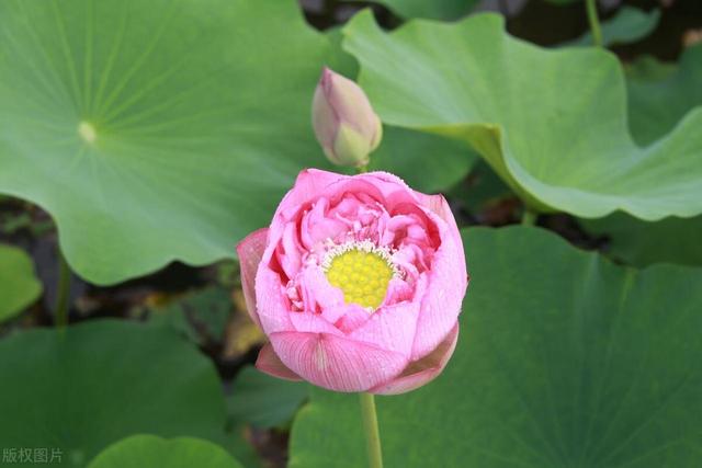 池塘里的荷花，在家也能养，仙气飘飘开满大水缸