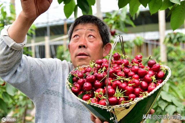 果树根部长肿瘤，是什么原因造成的？有哪些危害？如何才能防治？