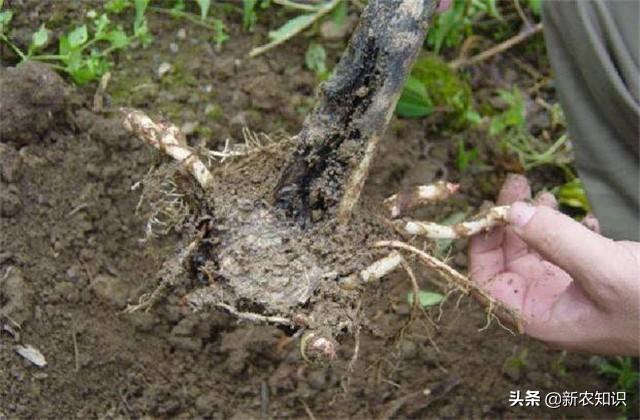 关于魔芋的种植技术，需要关注的几点，保证你高产