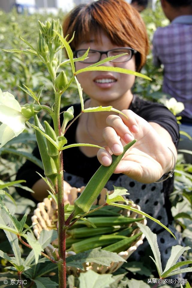 这样种秋葵产量高、品质好！看完这篇文章新手也能轻松种植！