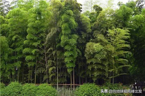 （宅前屋后）植物风水学，你一定要知道的!