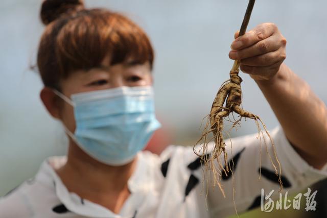 河北承德：人参特色种植助农增收