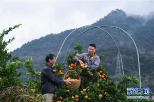 柑橘种植基地(浙江建德：柑橘之乡开启“丰收季”)