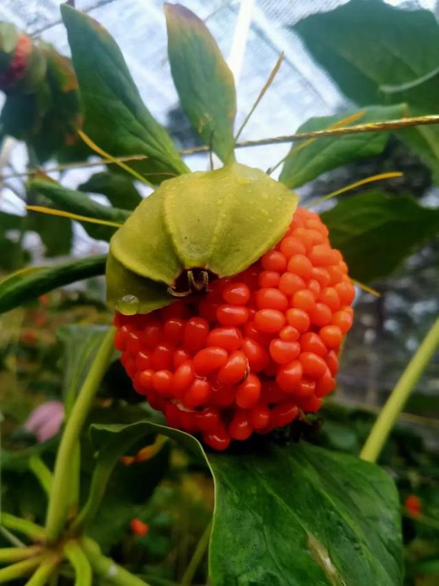 种植中药材：全程指南