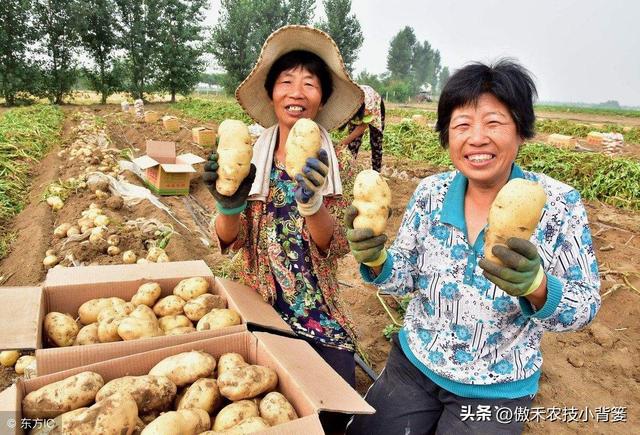 想让土豆更高产，重点抓住这4点！建议收藏