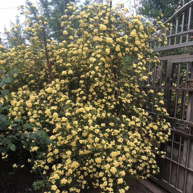 院子养棵“木香花”，长势真泼辣，2年爬满墙，花量巨大堪比第一