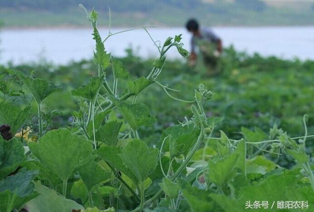 南瓜这样卖，一亩顶五亩，你想到了吗